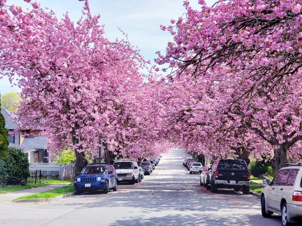 blossoms106_armandoalcazarmagana