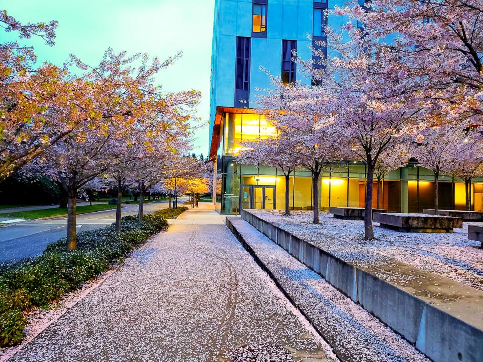 blossoms107_armandoalcazarmagana