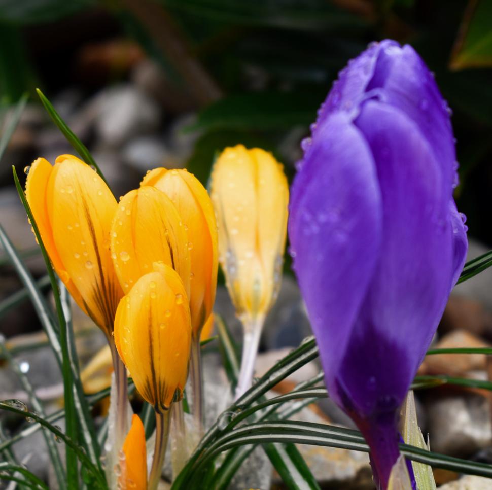 blossoms111_maryamkarandish