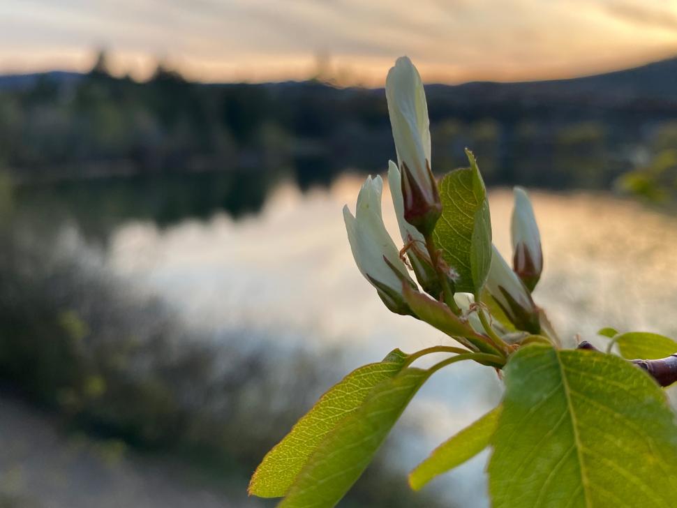 blossoms113_violacohen