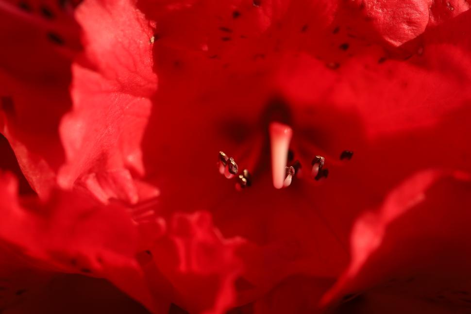 blossoms117_jackiehallet