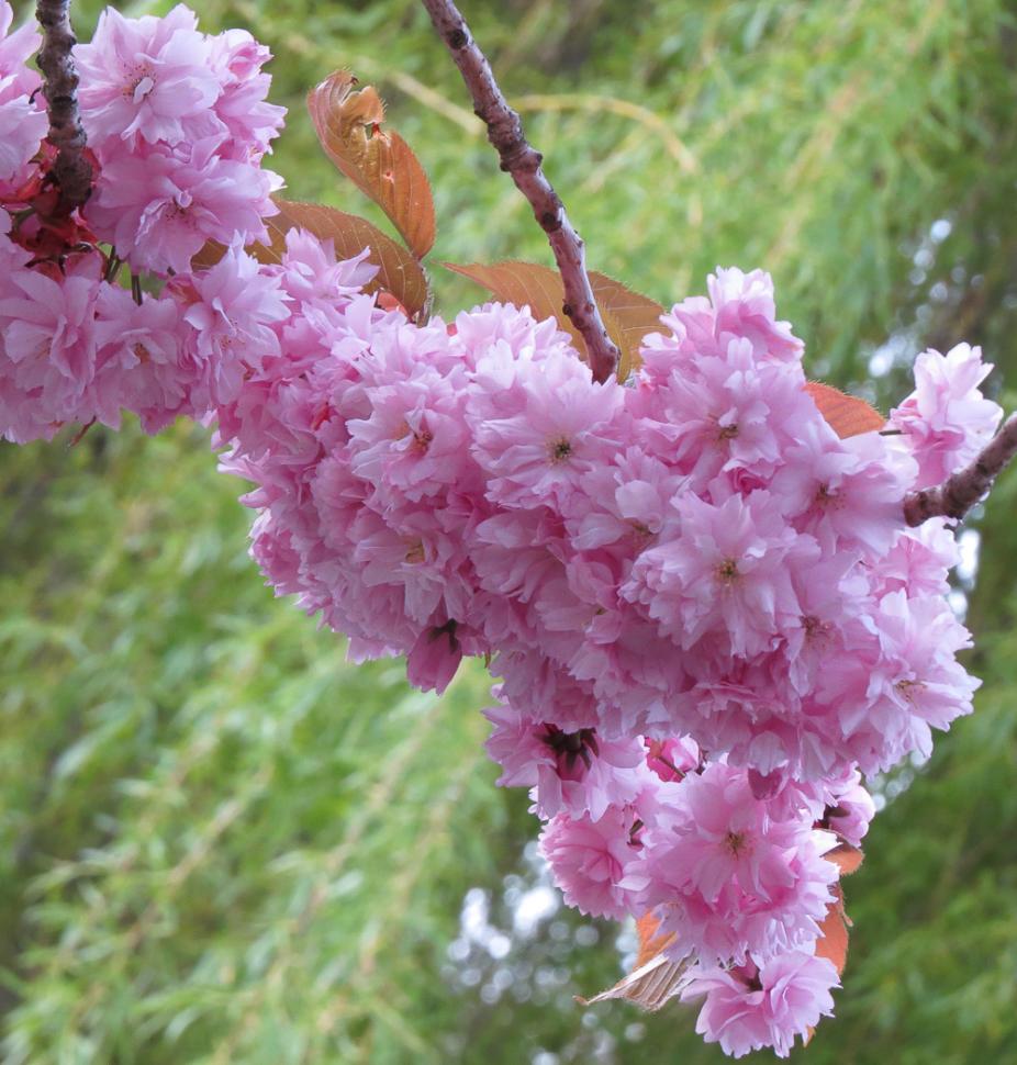 blossoms118_terrymoser