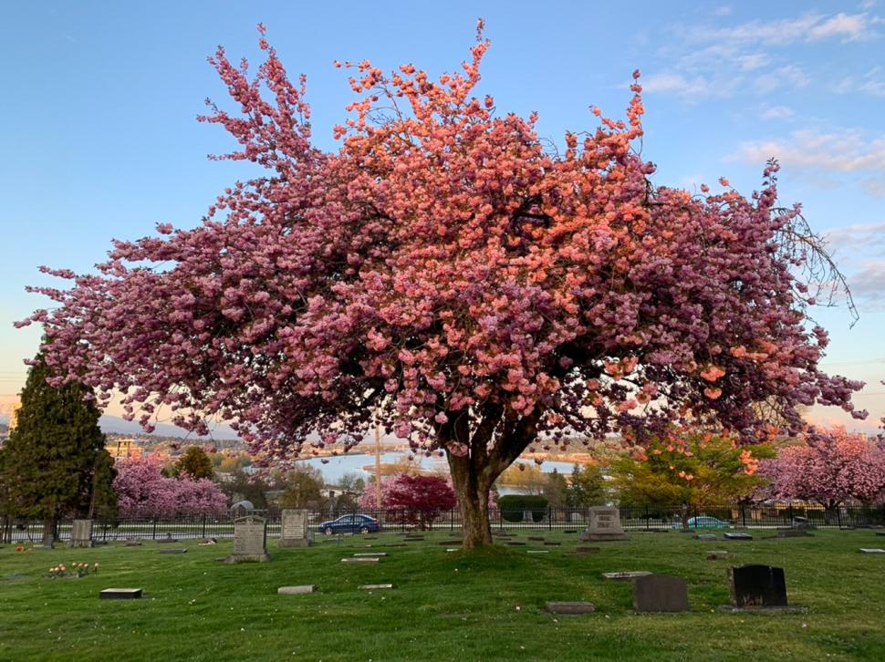 blossoms120_ahyoungkim