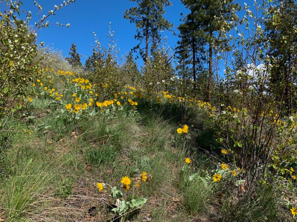 blossoms122_adamschubel