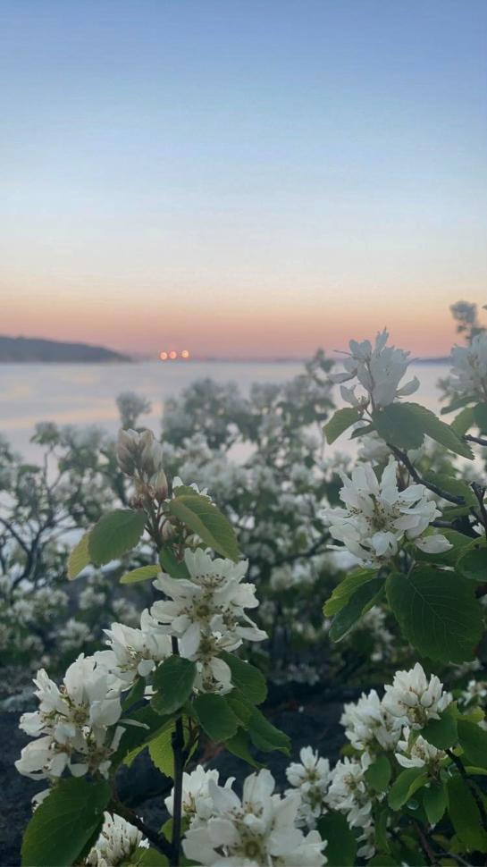 blossoms123_katrinaharmer