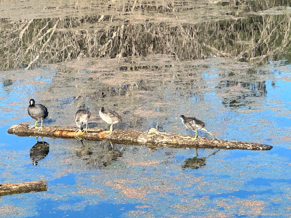 amir_ardestani-jaafari