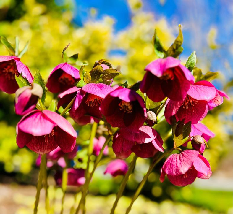 susan_gnanaprakasam3