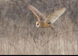 Flying Barn owl