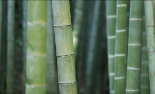 Bamboo