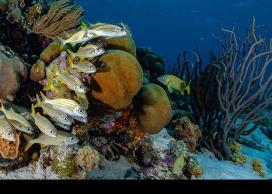 Coral reefs