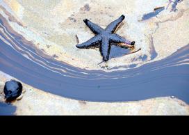 Oily starfish