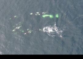 Orcas swimming