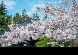 Cherry blossoms at UBCV