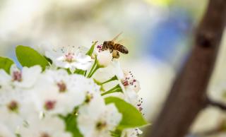 Bee at UBC Okanagan