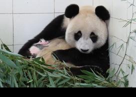 Mother panda
