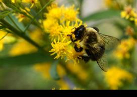 Common eastern bumble bee