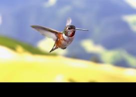 Hummingbird