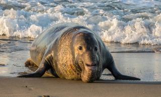 elephant seal